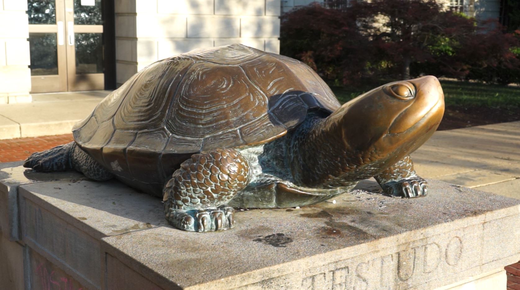 Testudo